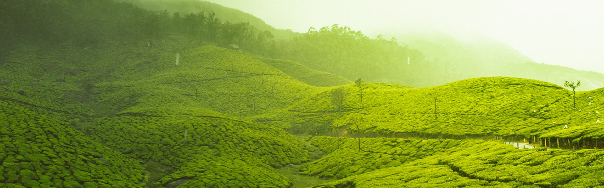Чай со всех уголков света